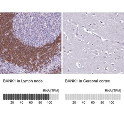 BANK1 Antibody, Novus Biologicals 0.1mL; Unlabeled:Antibodies, Polyclonal